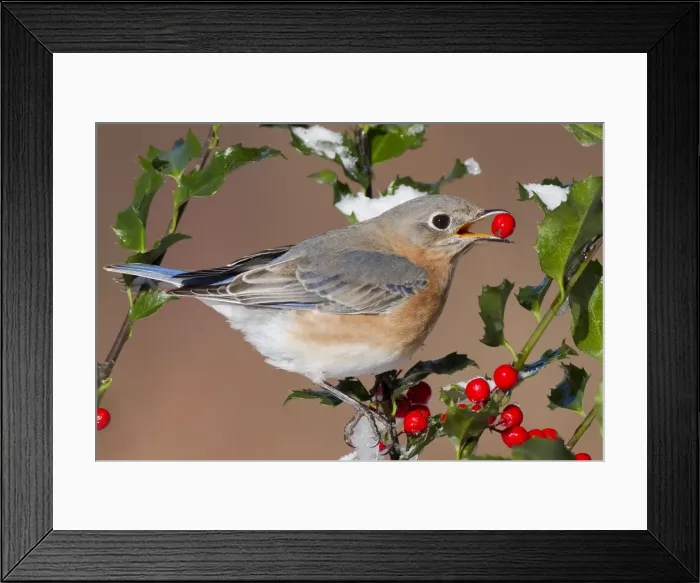 Framed Print : Eastern Bluebird - female eating holly berries in winter. January in Connecticut, USA Framed Print : Eastern Bluebird - female eating holly berries in winter. January in Connecticut, USA