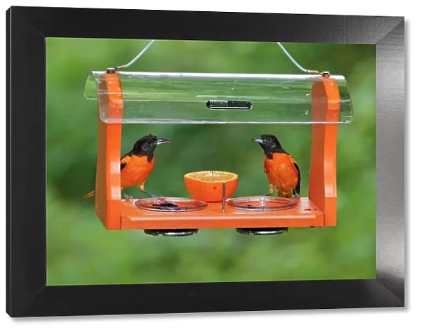 Baltimore Oriole - males feeding at jelly and fruit feeder - June in Connecticut, USA