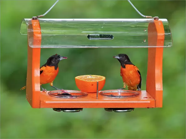 Baltimore Oriole - males feeding at jelly and fruit feeder - June in Connecticut, USA