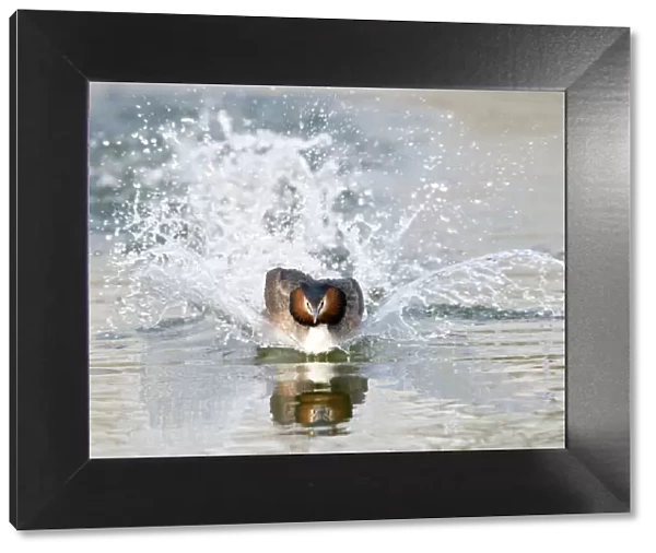 Great Crested Grebe - splashing through water - escaping a rival male - March - Norfolk - U. K