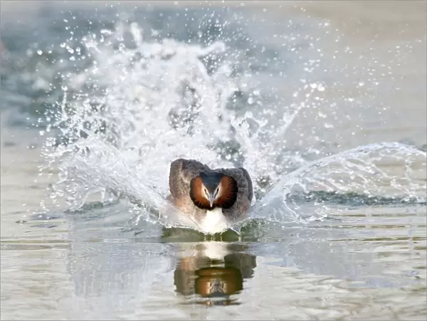 Great Crested Grebe - splashing through water - escaping a rival male - March - Norfolk - U. K
