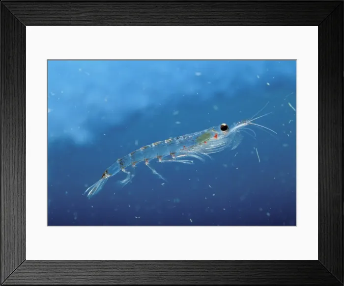 Framed Print : Antarctic Krill JPF33825 Framed Print : Antarctic Krill JPF33825