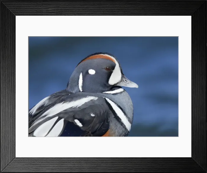 Framed Print : Harlequin Duck - winter - adult male. Barnegat Light in New Jersey - USA Framed Print : Harlequin Duck - winter - adult male. Barnegat Light in New Jersey - USA