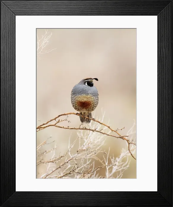 Framed Print : California Quail. Anza Borrego Desert State Park. January in California, USA Framed Print : California Quail. Anza Borrego Desert State Park. January in California, USA