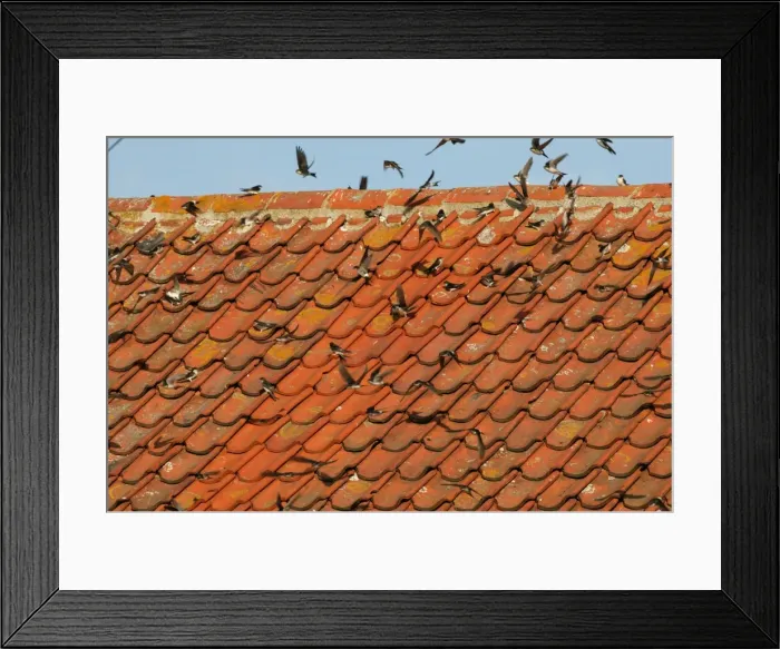 Framed Print : House Martin - Juveniles and adults sunning their selves on roof top - September - Norfolk - UK Framed Print : House Martin - Juveniles and adults sunning their selves on roof top - September - Norfolk - UK