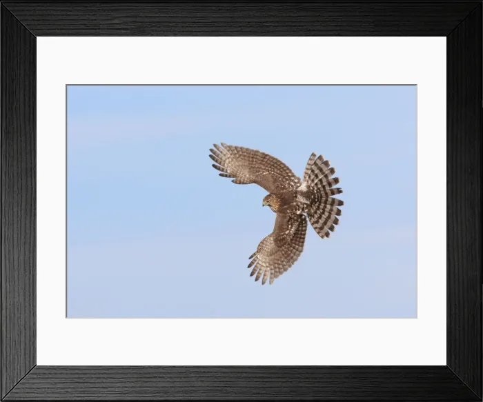 Framed Print : Cooper's Hawk - immature in flight - during fall migration in October at Cape May - NJ - USA Framed Print : Cooper's Hawk - immature in flight - during fall migration in October at Cape May - NJ - USA