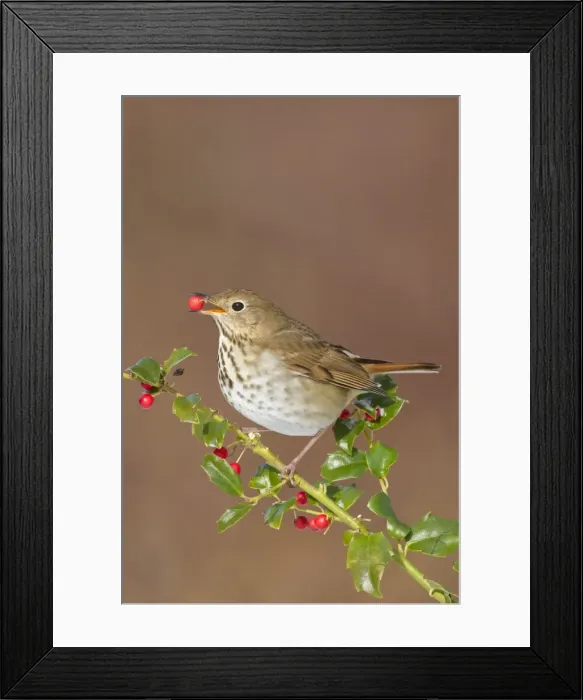 Framed Print : Hermit Thrush - feeding on holly berries in winter - January in Connecticut - USA Framed Print : Hermit Thrush - feeding on holly berries in winter - January in Connecticut - USA