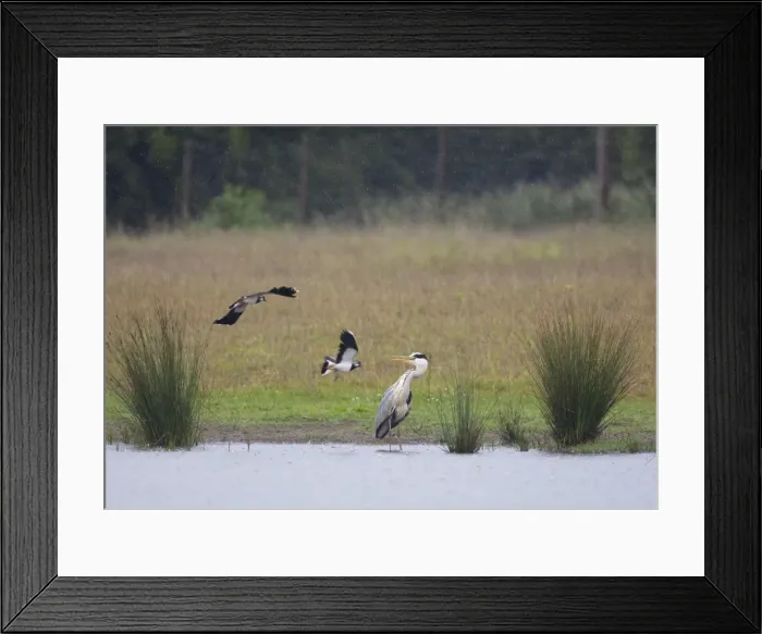 Framed Print : Grey Heron - Lapwings attacking Heron to drive it away from it's chick. June, Breckland, Norfolk, U. K Framed Print : Grey Heron - Lapwings attacking Heron to drive it away from it's chick. June, Breckland, Norfolk, U. K