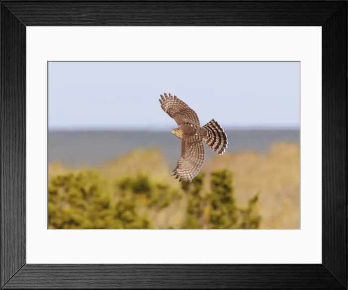 Framed Print : Cooper's Hawk - immature in flight - during fall migration in October at Cape May, NJ, USA Framed Print : Cooper's Hawk - immature in flight - during fall migration in October at Cape May, NJ, USA
