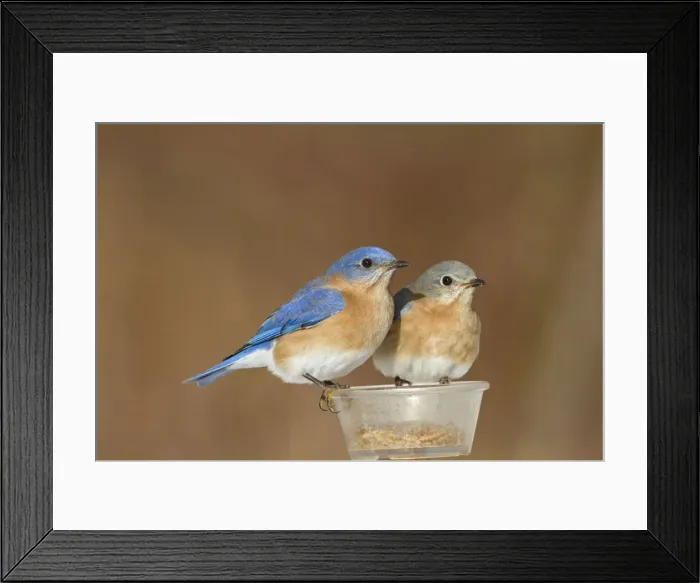 Framed Print : Eastern Bluebird - pair eating mealworms in winter at feeder. January in Connecticut, USA Framed Print : Eastern Bluebird - pair eating mealworms in winter at feeder. January in Connecticut, USA
