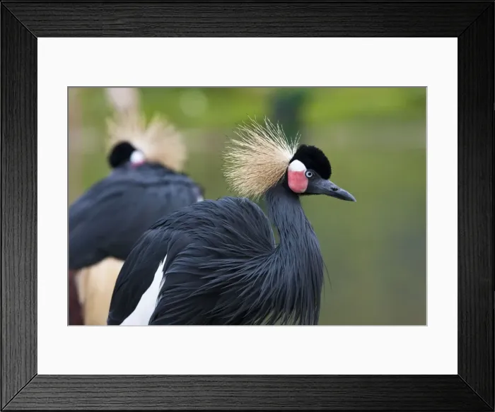 Framed Print : African Crowned Crane - pair of adults Framed Print : African Crowned Crane - pair of adults