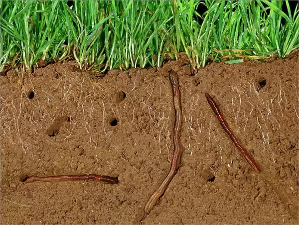 Earthworms - Soil cross-section showing worms in tunnnels and aeration and grass roots JPF12192
