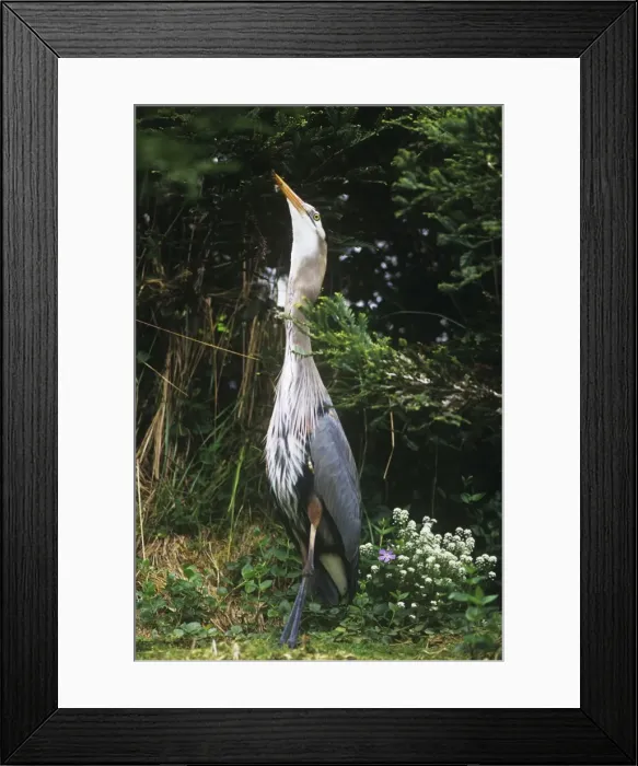 Framed Print : Great Blue Heron - swallowing rabbit Framed Print : Great Blue Heron - swallowing rabbit