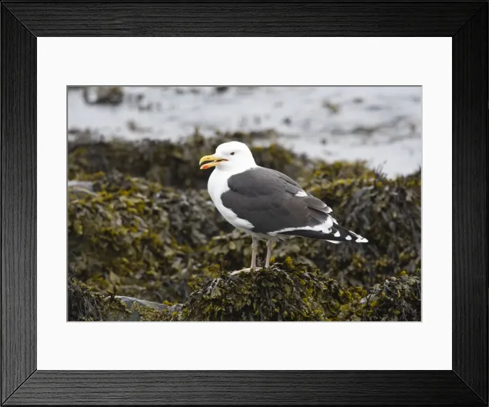 Framed Print : Great Blacked-backed Gull - perched on seaweed covered rock showing massive bill - July - Norway