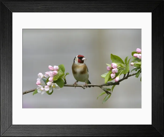 Framed Print : Goldfinch - perched on branch with Spring blossom - April - Breckland - UK Framed Print : Goldfinch - perched on branch with Spring blossom - April - Breckland - UK