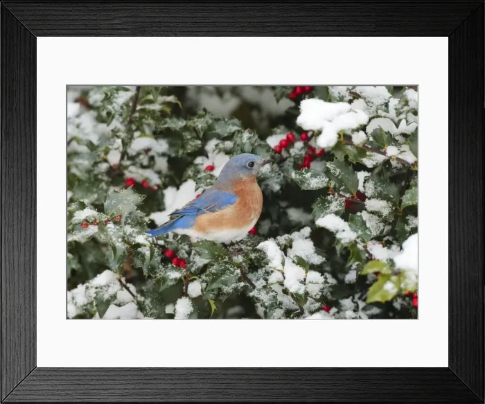 Framed Print : Eastern Bluebird - male on snow dusted Holly leaves and berries in winter. January in CT, USA Framed Print : Eastern Bluebird - male on snow dusted Holly leaves and berries in winter. January in CT, USA
