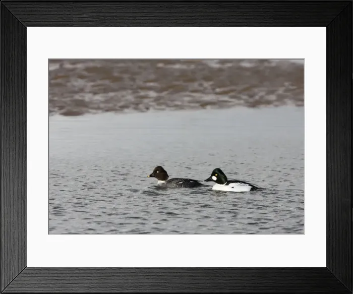 Framed Print : Goldeneye -male and female swimming in shallow water - February - North Norfolk - UK Framed Print : Goldeneye -male and female swimming in shallow water - February - North Norfolk - UK