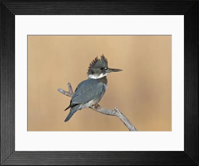 Framed Print : Belted Kingfisher - male. December in CT, USA Framed Print : Belted Kingfisher - male. December in CT, USA