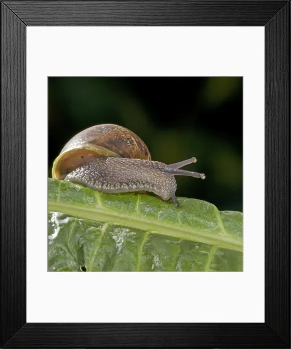 Framed Print : Garden Snail (Helix aspersa) - England - UK - Native to Mediterranean regions of western Europe-northern Africa and Great Britain Framed Print : Garden Snail (Helix aspersa) - England - UK - Native to Mediterranean regions of western Europe-northern Africa and Great Britain