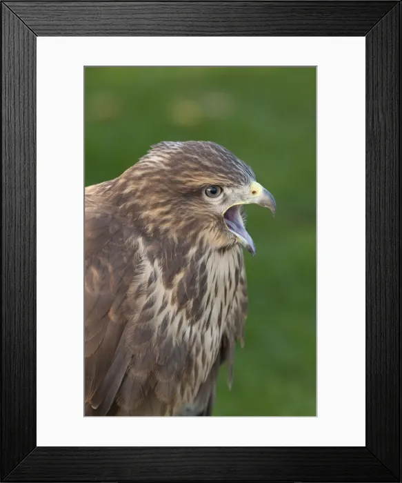 Framed Print : Common Buzzard - close up of single adult calling Framed Print : Common Buzzard - close up of single adult calling