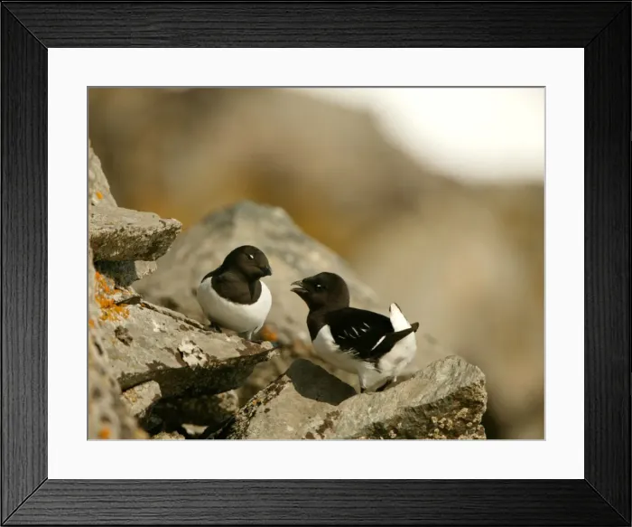 Framed Print : Little Auk - Pair standing on the rocks displaying - June - Spitsbergen Framed Print : Little Auk - Pair standing on the rocks displaying - June - Spitsbergen