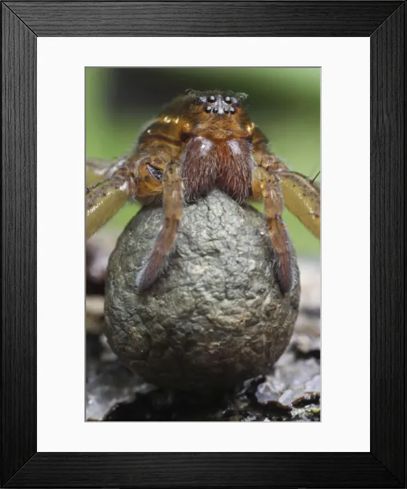 Framed Print : Raft Spider - With egg sac - New York - USA Framed Print : Raft Spider - With egg sac - New York - USA