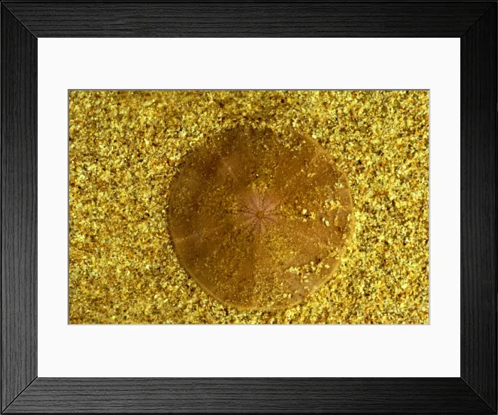 Framed Print : Sand Dollar (a sea urchin) - Top side, Cobourg Peninsula, Arnhemland, Northern Territory, Australia JPF19799 Framed Print : Sand Dollar (a sea urchin) - Top side, Cobourg Peninsula, Arnhemland, Northern Territory, Australia JPF19799