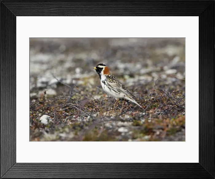 Framed Print : Lapland Bunting - Male in Summer Plumage on Tundra - July - Varanger Fjord - Norway Framed Print : Lapland Bunting - Male in Summer Plumage on Tundra - July - Varanger Fjord - Norway
