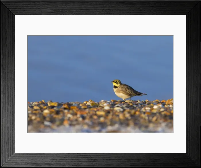 Framed Print : Shorelark - single adult resting on the shoreline. Norfolk, UK Framed Print : Shorelark - single adult resting on the shoreline. Norfolk, UK