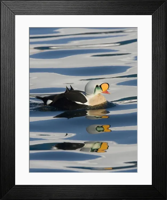 Framed Print : King Eider - Drake swimming on water with mass reflections - April - Varanger Fjord - Norway Framed Print : King Eider - Drake swimming on water with mass reflections - April - Varanger Fjord - Norway