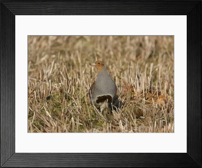 Framed Print : Grey Partridge - male standing in winter stubble with Autumn leaves. March. Gooderstone, Norfolk, U. K Framed Print : Grey Partridge - male standing in winter stubble with Autumn leaves. March. Gooderstone, Norfolk, U. K