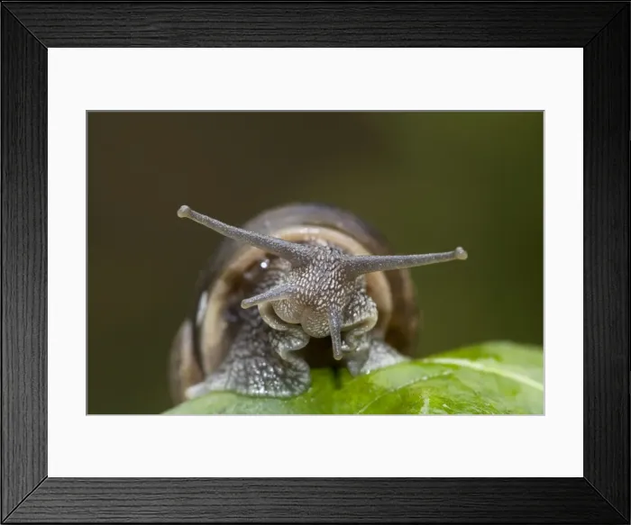 Framed Print : Garden Snail (Helix aspersa) - England - UK Framed Print : Garden Snail (Helix aspersa) - England - UK