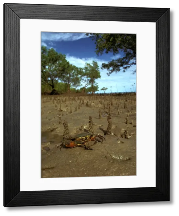 Framed Print : Mud crab - In mangrove habitat - Northern Australia JPF12013 Framed Print : Mud crab - In mangrove habitat - Northern Australia JPF12013
