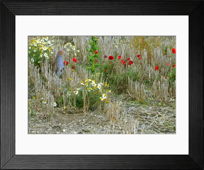 Framed Print : Grey Partridge - Male in winter stubble with poppy's and mayweed, October. Narborough, Norfolk, U. K Framed Print : Grey Partridge - Male in winter stubble with poppy's and mayweed, October. Narborough, Norfolk, U. K