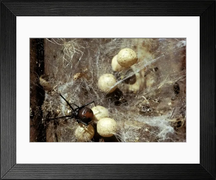 Framed Print : Red-back Spider - Female and egg sacs in old tin, Australia JPF03013 Framed Print : Red-back Spider - Female and egg sacs in old tin, Australia JPF03013