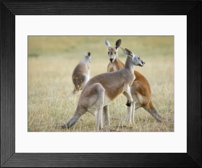 Framed Print : Red Kangaroo - Western New South Wales Australia Framed Print : Red Kangaroo - Western New South Wales Australia