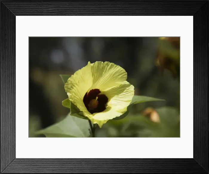 Framed Print : Hibiscus This flower at Adcock Gorge, Gibb River Road, Kimberley, Western Australia. Previously known as Hibiscus panduriformis but this name changed in 2005 and Kimberley plants are now known as Hibiscus austrinus Framed Print : Hibiscus This flower at Adcock Gorge, Gibb River Road, Kimberley, Western Australia. Previously known as Hibiscus panduriformis but this name changed in 2005 and Kimberley plants are now known as Hibiscus austrinus