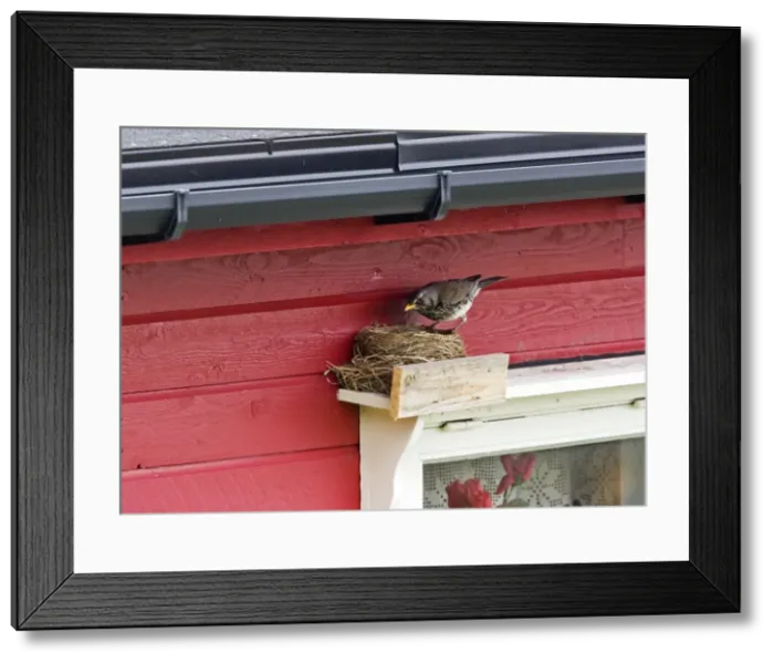 Framed Print : Fieldfare - at artificial nest site above window frame. Varanger Fjord Norway Framed Print : Fieldfare - at artificial nest site above window frame. Varanger Fjord Norway