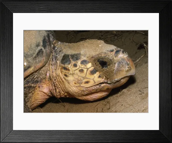 Framed Print : Loggerhead Turtle - laying eggs - Mon Repos beach - Bundaberg - Queensland Australia