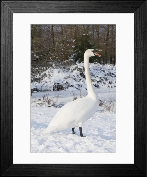 Framed Print : Mute Swan - Single adult bird resting on snow covered bank. England, UK Framed Print : Mute Swan - Single adult bird resting on snow covered bank. England, UK