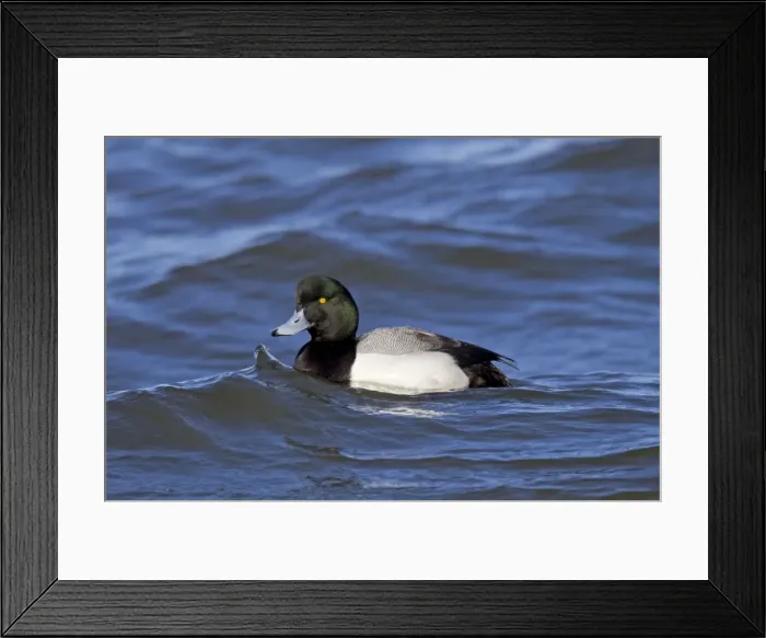 Framed Print : Greater Scaup male in February breeding plumage. Connecticut USA Framed Print : Greater Scaup male in February breeding plumage. Connecticut USA