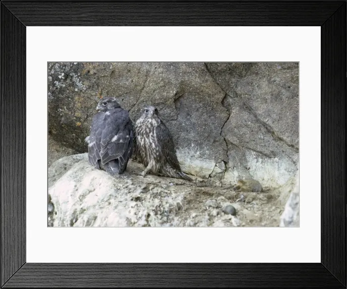 Framed Print : Gyrfalcon  /  Gyr Falcon - young on rock ledge - Alaska