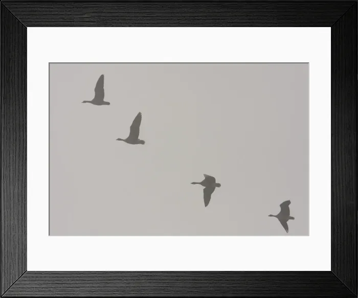 Framed Print : Pink-footed goose - flock of geese flying in formation in thick fog. Snettisham, Norfolk, England, UK Framed Print : Pink-footed goose - flock of geese flying in formation in thick fog. Snettisham, Norfolk, England, UK