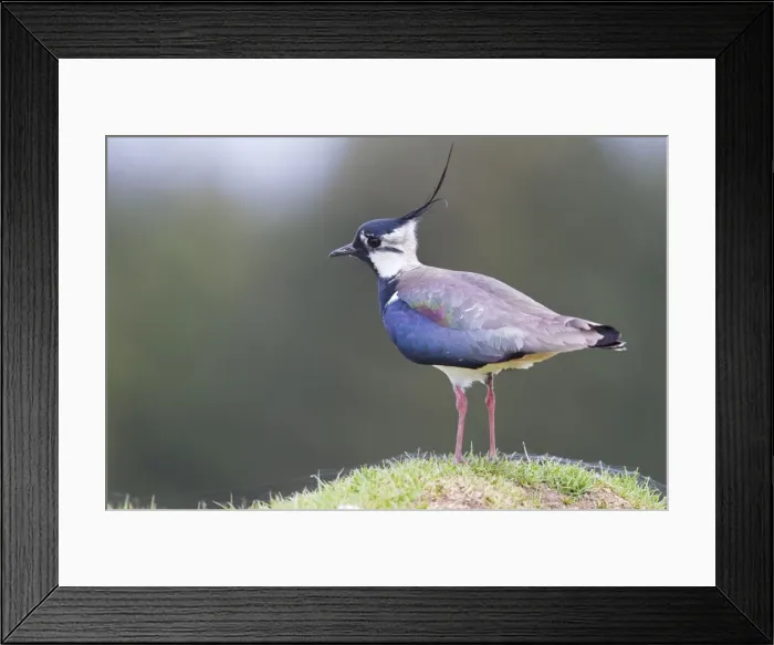 Framed Print : Lapwing - single adult standing on grassy mound. Scotland, UK Framed Print : Lapwing - single adult standing on grassy mound. Scotland, UK