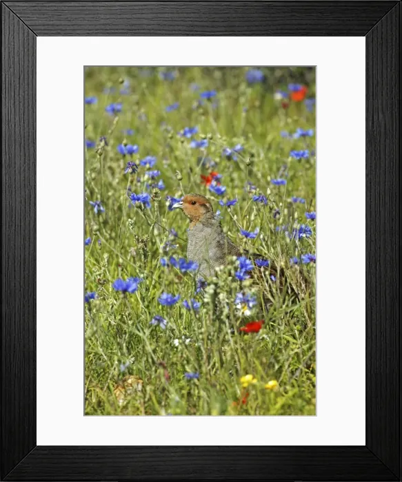 Framed Print : Grey Partridge - male standing in cornflowers round set-a-side headland, July, Fakenham, Norfolk, U. K Framed Print : Grey Partridge - male standing in cornflowers round set-a-side headland, July, Fakenham, Norfolk, U. K