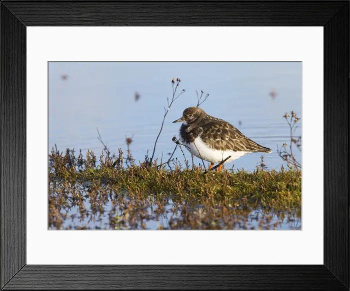 Framed Print : Turnstone - Single adult in winter plumage. Norfolk, UK Framed Print : Turnstone - Single adult in winter plumage. Norfolk, UK