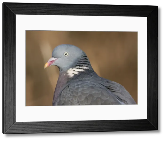 Framed Print : Wood Pigeon - Close up of an adult bird's head and upper body. England, UK