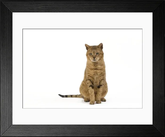 Framed Print : Cat - Chausie Brown Spotted Tabby: Jungle Cat (Felis chaus) crossed with domestic cat - sitting down Framed Print : Cat - Chausie Brown Spotted Tabby: Jungle Cat (Felis chaus) crossed with domestic cat - sitting down
