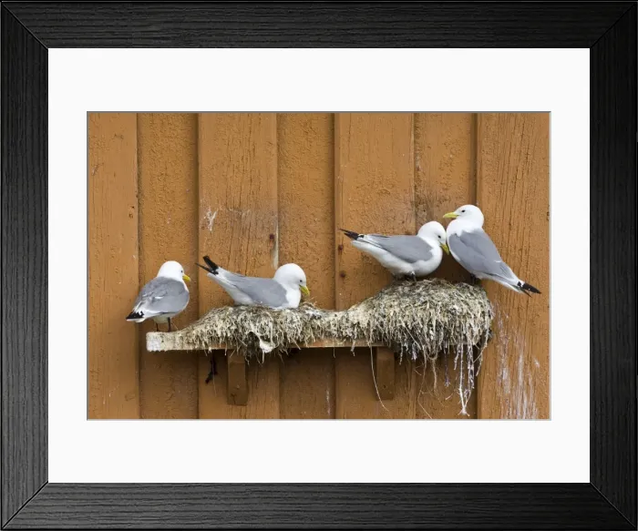 Framed Print : Kittiwake - Nesting on edge of old fishing huts in the harbour - April - Vardo - Varanger Fjord - Norway Framed Print : Kittiwake - Nesting on edge of old fishing huts in the harbour - April - Vardo - Varanger Fjord - Norway