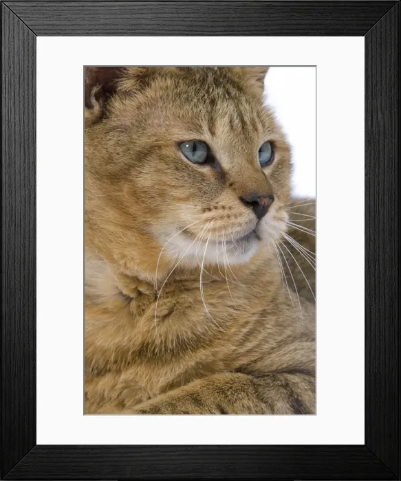 Framed Print : Cat - Chausie Brown Spotted Tabby: Jungle Cat (Felis chaus) crossed with domestic cat - close up of face Framed Print : Cat - Chausie Brown Spotted Tabby: Jungle Cat (Felis chaus) crossed with domestic cat - close up of face